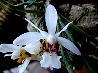 Holcoglossum wangii