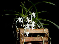 Neofinetia falcata