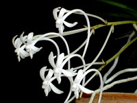 Neofinetia falcata