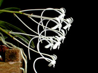 Neofinetia falcata