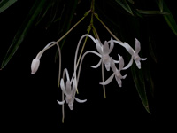 Neofinetia falcata