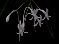 Neofinetia falcata