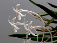 Neofinetia falcata