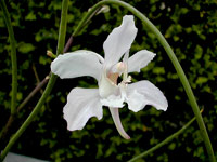 Papilionanthe vandarum