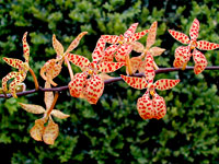 Renanthera monachica