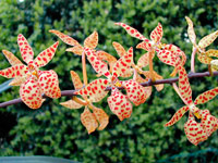 Renanthera monachica