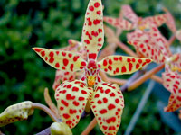 Renanthera monachica