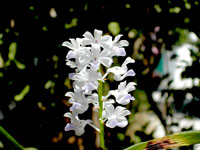 Rhynchostylis coelestis