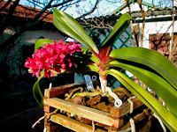 Rhynchostylis gigantea f.rubra