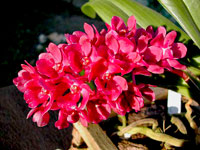 Rhynchostylis gigantea f.rubra