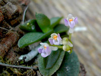 Schoenorchis pachyacris