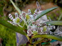 Trichoglottis pusilla