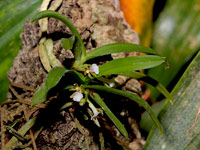 Trichoglottis triflora