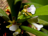 Trichoglottis triflora