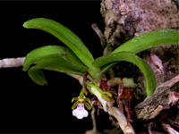 Trichoglottis triflora