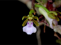 Trichoglottis triflora