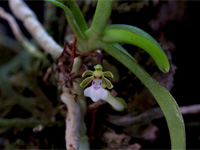 Trichoglottis triflora