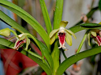 Trudelia cristata Trudelia cristata