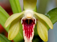 Trudelia cristata Trudelia cristata