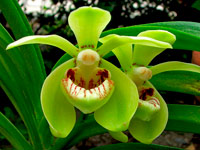 Trudelia pumila Trudelia pumila
