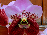 Vanda Boonchoo x Taweesuksa Vanda Boonchoo x Taweesuksa
