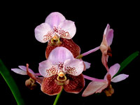 Vanda Boonchoo x Taweesuksa