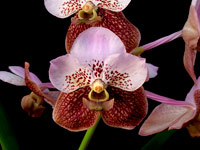 Vanda Boonchoo x Taweesuksa Vanda Boonchoo x Taweesuksa