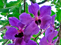 Vanda Ceccarelli