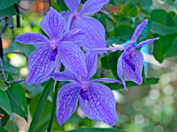 Vanda Gordon Dillon x Bangkok 'blue'