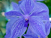 Vanda Gordon Dillon x Bangkok 'blue'