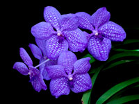 Vanda Gordon Dillon x Bangkok 'blue'