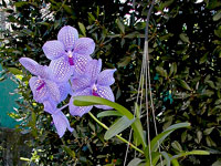 Vanda Gordon Dillon x Bangyikhan 'blue' Vanda Gordon Dillon x Bangyikhan 'blue'