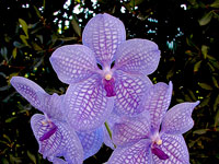 Vanda Gordon Dillon x Bangyikhan 'blue' Vanda Gordon Dillon x Bangyikhan 'blue'