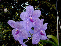 Vanda Gordon Dillon x Bangyikhan 'blue' Vanda Gordon Dillon x Bangyikhan 'blue'