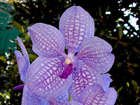 Vanda Gordon Dillon x Bangyikhan 'blue' Vanda Gordon Dillon x Bangyikhan 'blue'