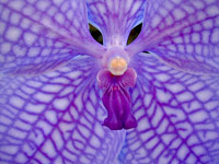Vanda Gordon Dillon x Bangyikhan 'blue' Vanda Gordon Dillon x Bangyikhan 'blue'