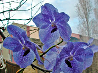 Vanda Fuch's Delight x coerulea Vanda Fuch's Delight x coerulea