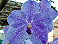 Vanda Fuch's Delight x coerulea Vanda Fuch's Delight x coerulea