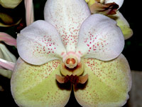 Ascocenda Krailerle x Vanda sanderiana fma. alba