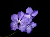 Vanda Magic Blue Vanda Magic Blue