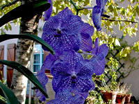 Vanda Pak Chong 'Blue' Vanda Pak Chong 'Blue'