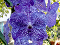 Vanda Pak Chong 'Blue' Vanda Pak Chong 'Blue'