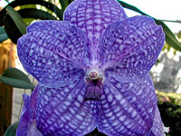 Vanda Pak Chong 'Blue'