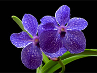 Vanda Pak Chong 'Blue' Vanda Pak Chong 'Blue'