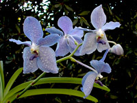 Vanda Princess bleue x Valse bleue