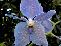 Vanda Princess bleue x Valse bleue