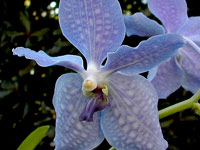 Vanda Princess bleue x Valse bleue