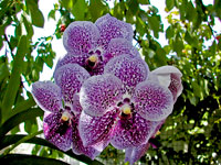 Vanda Robert's Delight 'Blue' Vanda Robert's Delight 'Blue'