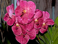 Vanda Robert's Delight 'Red'