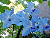 Vanda Sansai Blue x coerulea